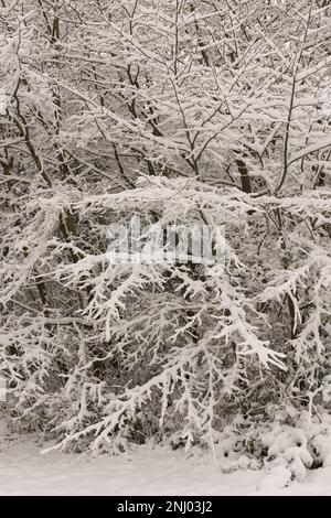 Severe wind blown snow blown onto trees coating exposed surface to north, branches sagging under weight of harsh blizzard Stock Photo