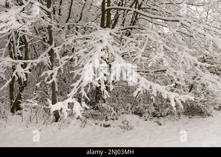 Severe wind blown snow blown onto trees coating exposed surface to north, branches sagging under weight of harsh blizzard Stock Photo