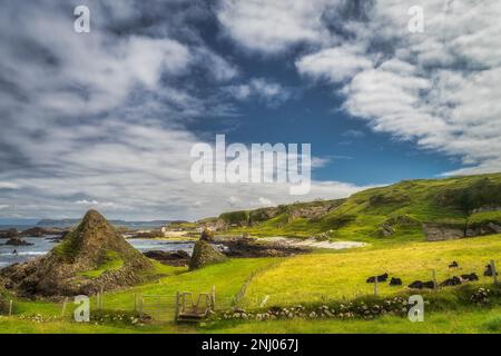 Heard of cows resting on green field of beautiful Causeway Coast at Ballintoy Harbour and cottage, County Antrim, Northern Ireland Stock Photo