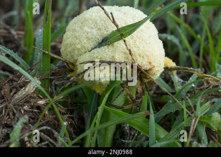 Slime Mould(Fuligo septic) growing in a lawn.Bundaberg Australia Stock Photo