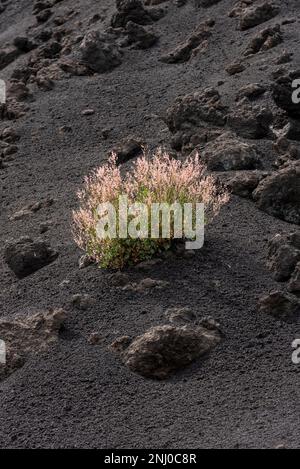 Mount Etna Sorrel (Rumex scutatus aetnensis) flowering on volcanic ash and solidified lava in the Valle del Bove, high on the famous Sicilian volcano Stock Photo