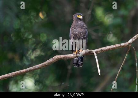 Andaman Islands, India, Andaman Serpent Eagle, Spilornis cheela Stock Photo