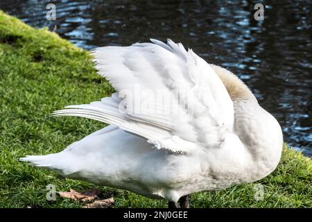 The pure white feathers plumage of a Mute Swan Cygnus olor near a lake. Stock Photo