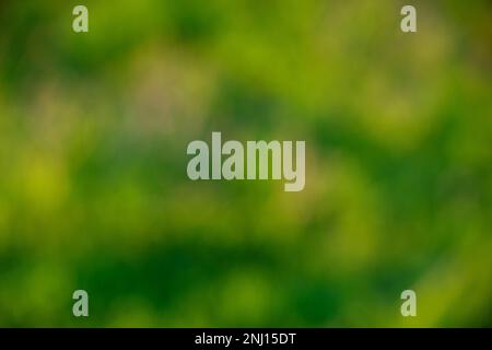 Green grass, blurred background. Concept of freshness. High quality photo Stock Photo