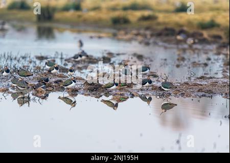 Northern Lapwing, Vanellus vanellus on marshes Stock Photo
