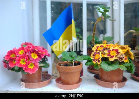 Showing support for Ukraine with a flag behind pot flowers on the window apron Stock Photo
