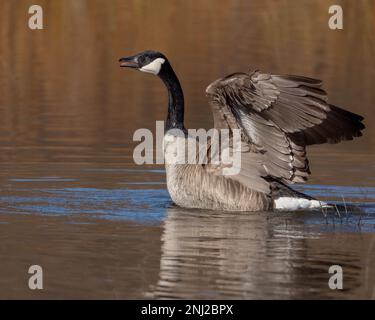 A Canada goose performing a wing stretch and honking. Stock Photo