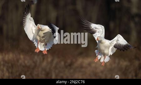 Two snow geese coming in for a landing at Middle Creek. Stock Photo