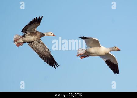 Two snow geese flying along Middle Creek, PA. Stock Photo
