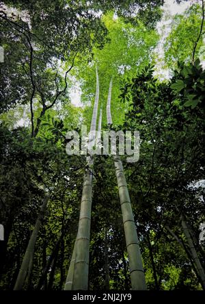 Kyoto, Japan - Sept, 2017: Bamboo grove, bamboo forest at Arashiyama Stock Photo