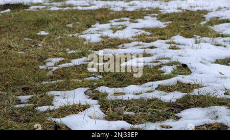 lawn in the off-season with brown-green grass and patches of white melting snow as a natural background, snowmelt in springtime Stock Photo