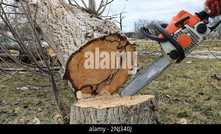 sawing an old tree in a forest, park or village with a chainsaw, an old saw in the hands of a person cuts down a walnut tree at the base Stock Photo