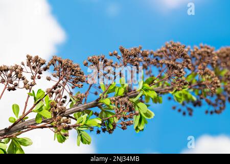 Lush new leaves and dry old inflorescences contrast on spring meadowsweet twig. Spiraea. Young green sprouts and wilted fruits on blue sky background. Stock Photo