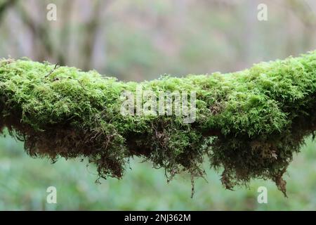 Close up of a branch covered in bright green moss Stock Photo