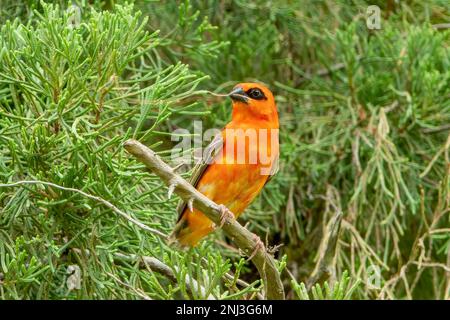 Common Red Fody, Foudia madagascariensis, Mahe Island, Seychelles Stock Photo