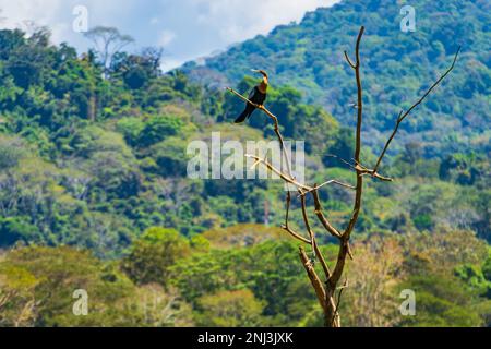 A female Anhinga perched on a dead tree Stock Photo