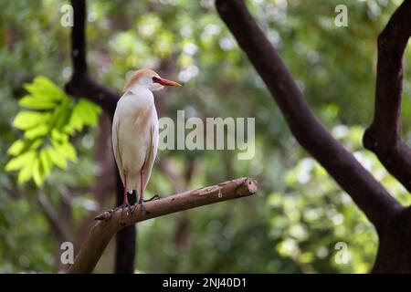 Full body shot of a cattle egret sitting on a branch, with a diffuse, light-filled tree canopy in the background. Stock Photo