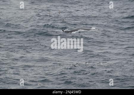 Fin whale and Gentoo penguins feeding Stock Photo