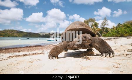 Aldabra giant tortoise on sand beach during sunny day. Close-up view of turtle in Seychelles. Stock Photo