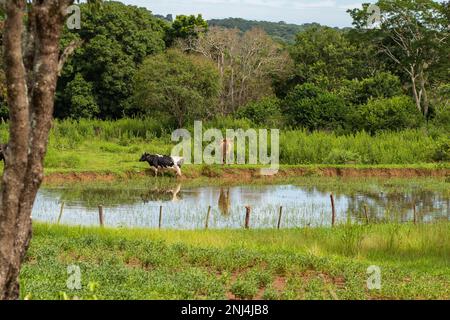 Goiania, Goias, Brazil – February 21, 2023: Two oxen grazing on the shores of a small lake, full of trees and grass all around. Stock Photo