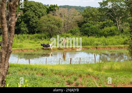 Goiania, Goias, Brazil – February 21, 2023: Two oxen grazing on the shores of a small lake, full of trees and grass all around. Stock Photo
