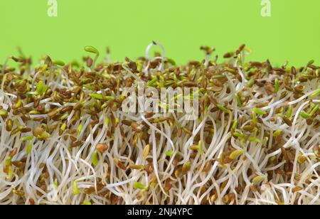 Immature alfalfa sprouts standing upright, side view macro image. Healthy ingredient with antioxidants commonly used in sandwiches and salads. Stock Photo