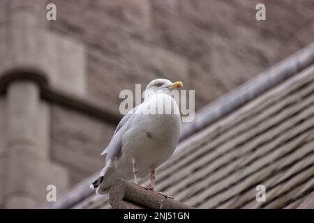 Full body shot of a seagull, photographed from below, in the background diffuse a building. Stock Photo
