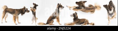 Mongrel dog in standing, sitting and lying position in panoramic view. Multi-breed dog. Stock Photo