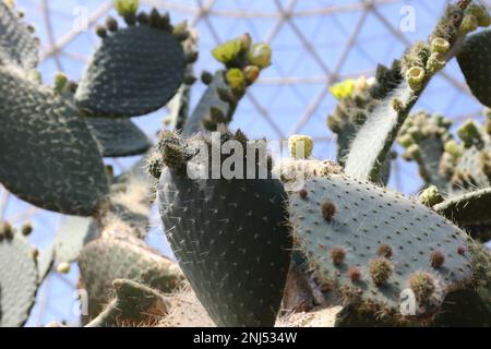 Close up of a large, green Prickly Pear cactus with yellow flowers, buds and fruit in the geodesic Desert Dome in Milwaukee, Wisconsin, USA Stock Photo