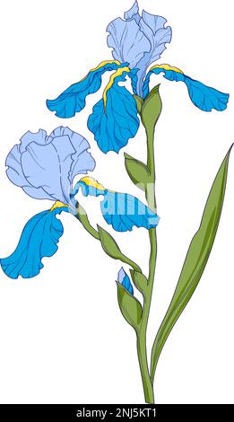 blue iris, flower branch with buds ink art, floral botanical vector illustration. hand drawn irises illustration element on white background. Stock Vector