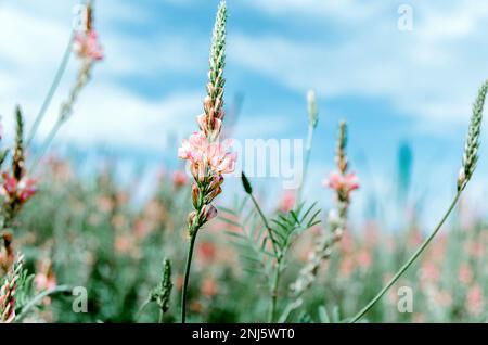 Close up selective focus of sainfoin flower in field Stock Photo
