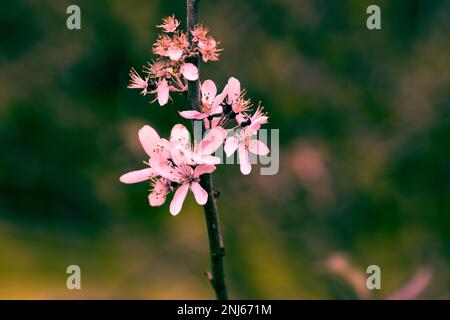 Blooming apple tree on a blurred natural background. Selective focus. High quality photo Stock Photo