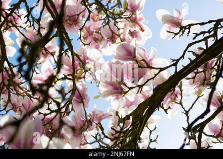 Magnolia tree ladened with white and pink flowers in full spring bloom in a garden in Kent Stock Photo