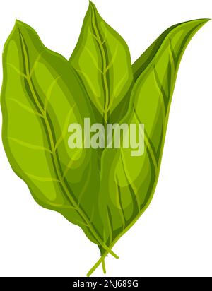 cartoon tobacco leaf plant vector illustration color sign Stock Vector Image & Art tobacco leaf green sketch hand
