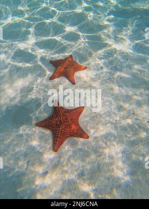 Close up of two red starfish on a light splashed seabed with white sand Stock Photo