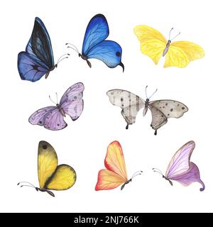 Violet butterfly with detailed wings isolated on white background ...
