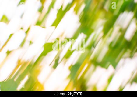 Bright spring grass field defocused.  Spring forest defocused background and sun flares. Stock Photo