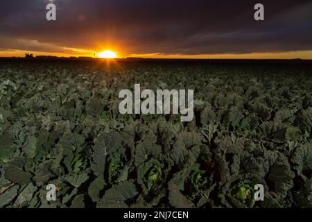 Sunset over Lettuce Stock Photo