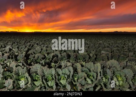 Sunset over Lettuce Stock Photo