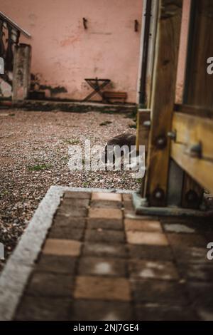 Cat with white and grey fur facing down while strolling around outdoors Stock Photo