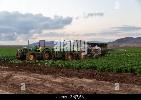 Agriculture in Yuma Az Stock Photo