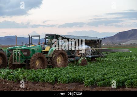 Agriculture in Yuma Az Stock Photo