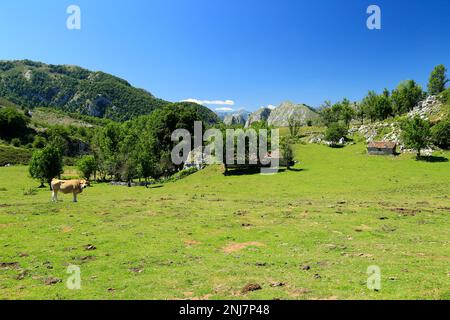 Cows grazing in the Covadonga mountains, Asturias, Spain. Stock Photo