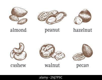 Nuts vector illustration Stock Vector
