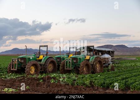 Agriculture in Yuma Az Stock Photo