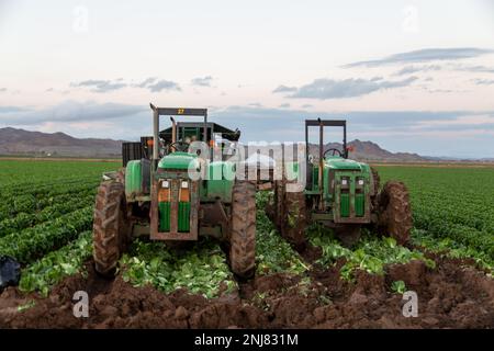 Agriculture in Yuma Az Stock Photo