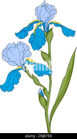 blue iris, flower branch with buds ink art, floral botanical vector illustration. hand drawn irises illustration element on white background Stock Vector