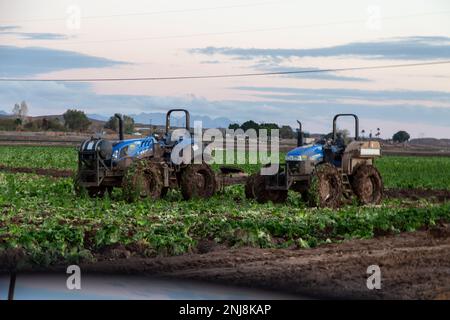 Agriculture in Yuma Az Stock Photo