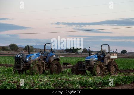 Agriculture in Yuma Az Stock Photo