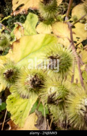 New, Age-defying, digital age, lensless, stand-out, high resolution, pinhole image of Arctium, Burdock, featuring the attractive fruit Stock Photo